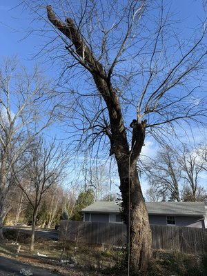 Tree Limb Removal. - This tree limb removal was done near Florissant, MO. The limb going up the middle was leaning towards the customers home & needed to be removed before any damage took place. Tree Limb Removal. - This tree limb removal was done near Florissant, MO. The limb going up the middle was leaning towards the customers home & needed to be removed before any damage took place.