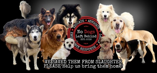 No Dogs Left Behind: Rescuing, Rehabilitating, and Rehoming Dogs from the Meat Trade - No Dogs Left Behind is dedicated to the rescue and rehabilitation of dogs facing unimaginable abuse, neglect, and slaughter. Through tireless on-the-ground action, education, and advocacy, this organization gives voice to the voiceless and hope to the hopeless. Support our mission and help transform lives—one dog at a time.