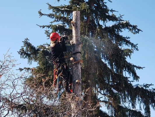 Tree Removal Tree Removal