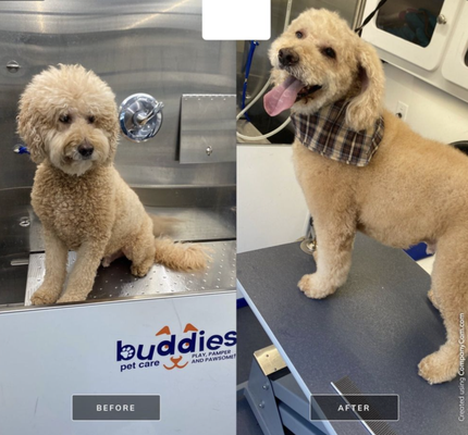 Mobile Grooming - DOGS ONLY - Buddies Pet Care is a locally owned and operated mobile grooming business, proudly serving the pets and pet parents of Alpharetta, GA and the surrounding areas. Our mission is simple: to deliver high-quality, compassionate grooming services directly to your doorstep, making pet care convenient, stress-free, and personalized for every furry friend.

Convenient, Stress-Free Grooming at Your Doorstep
We know your schedule is busy—and that your pet’s comfort is your top priority. That’s why Buddies Pet Care comes to you! Our state-of-the-art, fully equipped mobile grooming van creates a calm, cage-free environment right in your driveway. No more long car rides, waiting rooms, or exposure to unfamiliar animals. For anxious, elderly, or easily stressed pets, our one-on-one grooming experience is far gentler and more comfortable than traditional salons.

Professional Grooming Services for Dogs and Cats
Buddies Pet Care is more than just a bath and a haircut. Our certified, experienced groomers offer a full range of professional services, including:

Bathing with premium, pet-friendly shampoos
Haircuts and breed-standard trims
Customized styling to suit your pet’s needs
De-shedding treatments for a cleaner home
Nail trimming and filing for healthy paws