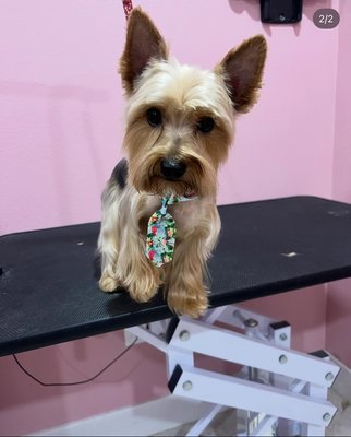 Some of my regular customers - Here are few pictures of my regular customers. I’m a certified groomer. I do cat and dog grooming, also I do hard and senior pets. Special request will be considered. Some of my regular customers - Here are few pictures of my regular customers. I’m a certified groomer. I do cat and dog grooming, also I do hard and senior pets. Special request will be considered.