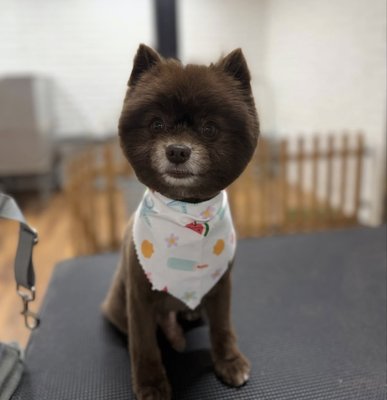 Small Dog Grooming - This grooming process involves several steps to ensure the dog's coat, skin, nails, and overall health are well-maintained Small Dog Grooming - This grooming process involves several steps to ensure the dog's coat, skin, nails, and overall health are well-maintained