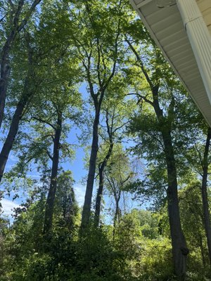 Topping trees - Topping 3 trees also trimming