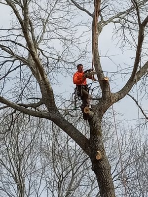 Large oak tree removal Decula Georgia - We did this job in Decula Ga on Tuesday morning, March 15th 2022, and I was able to find some time to take photos. These pictures show the removal of a large oak tree which required climbing and piecing out as it was close to the front of the house and a busy street. The overall project also included removal of three other hardwoods and we were also able to pick up and schedule a 2nd job in the same neighborhood after a neighbor stopped by to ask for a quote. It was done that same day! Large oak tree removal Decula Georgia - We did this job in Decula Ga on Tuesday morning, March 15th 2022, and I was able to find some time to take photos. These pictures show the removal of a large oak tree which required climbing and piecing out as it was close to the front of the house and a busy street. The overall project also included removal of three other hardwoods and we were also able to pick up and schedule a 2nd job in the same neighborhood after a neighbor stopped by to ask for a quote. It was done that same day!
