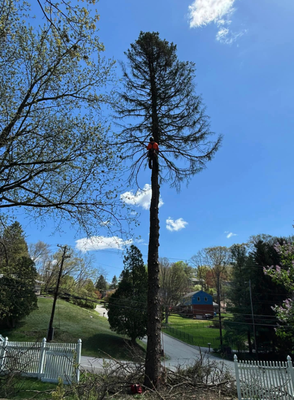 Tree Removal - Tree Removal Tree Removal - Tree Removal