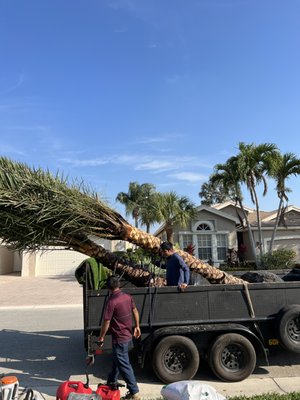Tree Trim and Removal/Installs - Tree Trim and Removal Tree Trim and Removal/Installs - Tree Trim and Removal