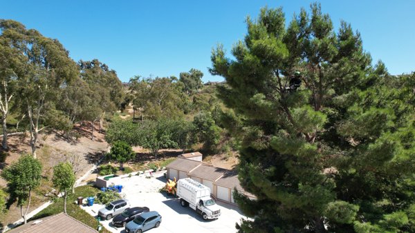Apartment Tree Service - Our expert tree service team can handle any size job, from a residential job all the way up to business and apartments. This was a large job with dozens of trees on the property. Call us now for a free estimate Apartment Tree Service - Our expert tree service team can handle any size job, from a residential job all the way up to business and apartments. This was a large job with dozens of trees on the property. Call us now for a free estimate