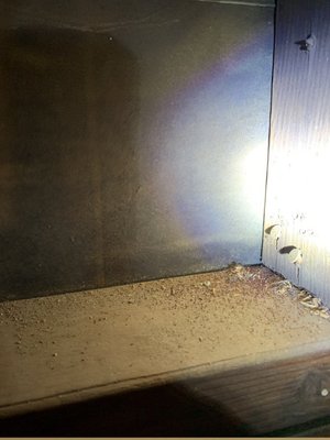 Drywood termite attic inspection - This inspection was done over a 2 day period of time. The attic was 5400 square ft, and it was foll of drywood termites, Everything gets documented accurately so we may treat the problematic areas precisely with the best results Drywood termite attic inspection - This inspection was done over a 2 day period of time. The attic was 5400 square ft, and it was foll of drywood termites, Everything gets documented accurately so we may treat the problematic areas precisely with the best results
