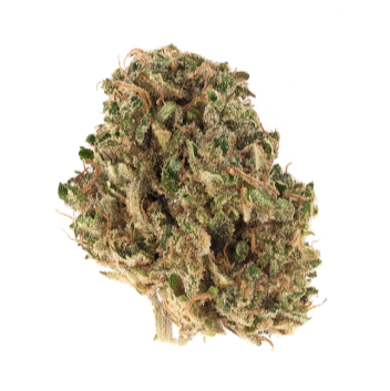 Dry Flower - Originally bred by Symbiotic Genetics, Wedding Crasher is the cross of the incredibly popular strains, Wedding Cake and Purple Punch. The buds are dense and resinous, while the nose is predominately sweet and reminiscent of fruity cereal, or hard candy, w/ a mild citric finish. Both cerebral and relaxing in effect, w/ a light-hearted, uplifting euphoria. Dry Flower - Originally bred by Symbiotic Genetics, Wedding Crasher is the cross of the incredibly popular strains, Wedding Cake and Purple Punch. The buds are dense and resinous, while the nose is predominately sweet and reminiscent of fruity cereal, or hard candy, w/ a mild citric finish. Both cerebral and relaxing in effect, w/ a light-hearted, uplifting euphoria.