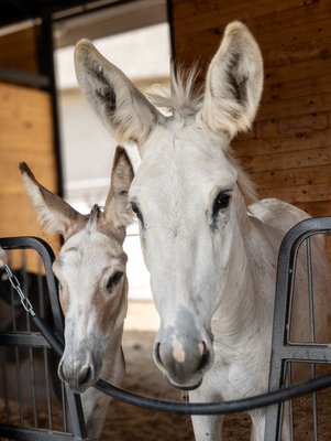 Wellness & Wellbeing - Silver Saddle Stables offers thoughtfully guided, horse-partnered wellness experiences designed to help individuals and groups find calm, connection, and clarity. Through meaningful, ground-based interactions with horses, participants are invited to slow down, reconnect, explore new perspectives, and cultivate greater presence.
Choose from three distinct experiences: Presence + Connection, focused on awareness and communication; Crossroads, designed for navigating change and exploring new possibilities; and Wonder, which encourages curiosity, creativity, play, and joy.
Sessions may include grooming, leading, observation, creative activities, guided reflection, and quiet connection with horses, miniature horses, or miniature donkeys. No horse experience is required, and all activities take place on the ground with guidance from CHA-certified practitioners.
These supportive, non-clinical wellness experiences are available for individuals, friends, couples, families, workplace teams, helping professionals, and private groups.
Learn more or request a reservation at silversaddlestables.com/wellness. Wellness & Wellbeing - Silver Saddle Stables offers thoughtfully guided, horse-partnered wellness experiences designed to help individuals and groups find calm, connection, and clarity. Through meaningful, ground-based interactions with horses, participants are invited to slow down, reconnect, explore new perspectives, and cultivate greater presence.
Choose from three distinct experiences: Presence + Connection, focused on awareness and communication; Crossroads, designed for navigating change and exploring new possibilities; and Wonder, which encourages curiosity, creativity, play, and joy.
Sessions may include grooming, leading, observation, creative activities, guided reflection, and quiet connection with horses, miniature horses, or miniature donkeys. No horse experience is required, and all activities take place on the ground with guidance from CHA-certified practitioners.
These supportive, non-clinical wellness experiences are available for individuals, friends, couples, families, workplace teams, helping professionals, and private groups.
Learn more or request a reservation at silversaddlestables.com/wellness.
