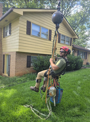 Do you have large trees that need expert care? - We have the expertise and equipment to handle even the tallest, most challenging trees, ensuring your property stays safe and beautiful. Trust us to keep your large trees healthy and your landscape pristine—contact us today for a free estimate! Do you have large trees that need expert care? - We have the expertise and equipment to handle even the tallest, most challenging trees, ensuring your property stays safe and beautiful. Trust us to keep your large trees healthy and your landscape pristine—contact us today for a free estimate!