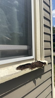 Boston sill replace - Replacing a window sill is a crucial process that helps restore both the aesthetic appeal and functionality of a window. Over time, wooden sills can deteriorate due to moisture exposure, leading to decay and loss of protective properties.
The sill replacement process begins with a thorough inspection and removal of the old, damaged material. This requires careful work to avoid damaging the surrounding window elements. Once the old sill is removed, a new one is installed, made from durable materials that resist moisture and weather conditions. Proper installation ensures a tight fit and seal, preventing moisture intrusion and helping to retain heat inside the home.
Sill replacement is not just about aesthetics; it's an essential part of home maintenance that extends the life of your windows and helps maintain a comfortable indoor environment. Regular maintenance and timely sill replacement can help you avoid more severe window issues in the future. Boston sill replace - Replacing a window sill is a crucial process that helps restore both the aesthetic appeal and functionality of a window. Over time, wooden sills can deteriorate due to moisture exposure, leading to decay and loss of protective properties.
The sill replacement process begins with a thorough inspection and removal of the old, damaged material. This requires careful work to avoid damaging the surrounding window elements. Once the old sill is removed, a new one is installed, made from durable materials that resist moisture and weather conditions. Proper installation ensures a tight fit and seal, preventing moisture intrusion and helping to retain heat inside the home.
Sill replacement is not just about aesthetics; it's an essential part of home maintenance that extends the life of your windows and helps maintain a comfortable indoor environment. Regular maintenance and timely sill replacement can help you avoid more severe window issues in the future.