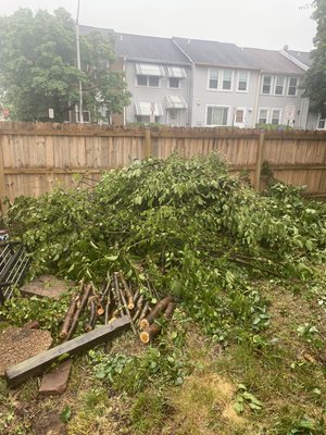 Back yard trees/branch removal - Branches fell and were cut, customer wanted them removed and out of the backyard. One man team.