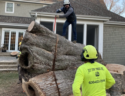 🪓 Tree Removal - Remove hazardous or unwanted trees quickly and safely with our trusted professionals. Serving both residential and commercial clients, we handle tough jobs of any size—from assessment to thorough cleanup—always protecting your property and ensuring your peace of mind. With 20 years of experience, you can count on us for reliable, expert results every time.