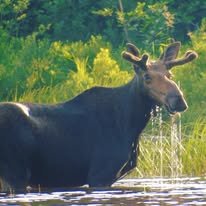 Moose Tours - Experience the quiet beauty of the Maine Woods on a private local moose tour through the Greater Moosehead Lake region. More than simply finding a moose, our tours are about slowing down, connecting with nature, and experiencing the moments that make Maine unforgettable.
Travel remote logging roads, discover hidden ponds, and watch the forest come alive as you search for Maine's iconic wildlife. Along the way, you'll learn about moose behavior, local wildlife, conservation ethics, and the history of the North Woods through engaging conversation and firsthand experience.
Whether it's the sound of a loon echoing across a quiet pond, a bald eagle soaring overhead, or a bull moose stepping from the morning mist, every tour is different because nature writes the itinerary. Our private tours allow you to travel at your own pace, stop for photographs, ask questions, and enjoy an experience tailored to your group.
At Moosehead Area Guide Service, we believe the best memories aren't rushed. They're found in the quiet moments, the unexpected wildlife encounters, and the stories you'll carry home long after your Maine vacation ends. Moose Tours - Experience the quiet beauty of the Maine Woods on a private local moose tour through the Greater Moosehead Lake region. More than simply finding a moose, our tours are about slowing down, connecting with nature, and experiencing the moments that make Maine unforgettable.
Travel remote logging roads, discover hidden ponds, and watch the forest come alive as you search for Maine's iconic wildlife. Along the way, you'll learn about moose behavior, local wildlife, conservation ethics, and the history of the North Woods through engaging conversation and firsthand experience.
Whether it's the sound of a loon echoing across a quiet pond, a bald eagle soaring overhead, or a bull moose stepping from the morning mist, every tour is different because nature writes the itinerary. Our private tours allow you to travel at your own pace, stop for photographs, ask questions, and enjoy an experience tailored to your group.
At Moosehead Area Guide Service, we believe the best memories aren't rushed. They're found in the quiet moments, the unexpected wildlife encounters, and the stories you'll carry home long after your Maine vacation ends.