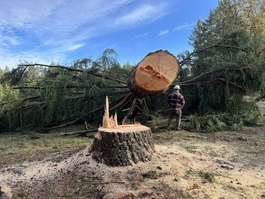 Tree Removals - Tree removal is very technical, requiring considerable experience and training to successfully perform this task. Often, trees must removed that are growing in confined spaces near homes, utility lines and other sensitive areas. The selective removal of trees from crowded landscapes provides space for the remaining trees to flourish. We are experienced professionals highly trained in the art and science of tree removal. Tree Removals - Tree removal is very technical, requiring considerable experience and training to successfully perform this task. Often, trees must removed that are growing in confined spaces near homes, utility lines and other sensitive areas. The selective removal of trees from crowded landscapes provides space for the remaining trees to flourish. We are experienced professionals highly trained in the art and science of tree removal.