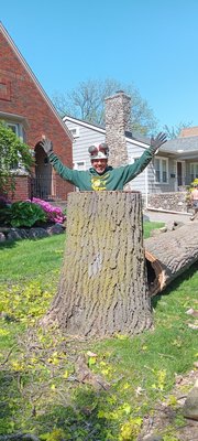 Tree Removal - It's obvious from the photos that this tree had very extensive decay all the way up the trunk.