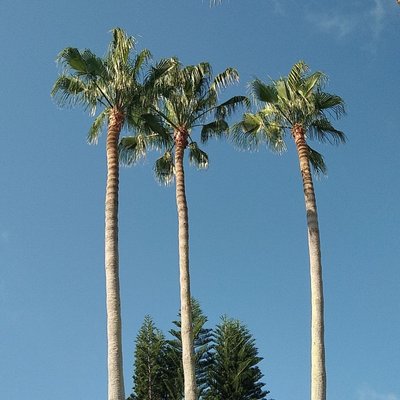 Palm tree trimming - We can help get your palms looking great and ready for hurricane season. give us a call (305) 370-9741 Palm tree trimming - We can help get your palms looking great and ready for hurricane season. give us a call (305) 370-9741