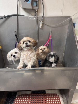 McKenna's Grooms - McKenna G has been with Bark Avenue for a few years - take a look at some of what she has accomplished in that time! McKenna's Grooms - McKenna G has been with Bark Avenue for a few years - take a look at some of what she has accomplished in that time!