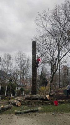 removing trees and howling everything away on 3 different properties 2004 - This projects were done on 3 different houses on one of them need expend the back yard and on the other 2 trees represent a treat for the house