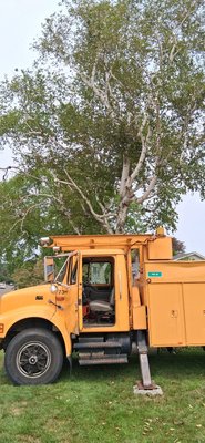 Large birch tree removal in Groton . We service all of Connecticut give us a call best prices around - We were called to remove a large birch tree in Groton . It was diseased and filled with carpenter ants .