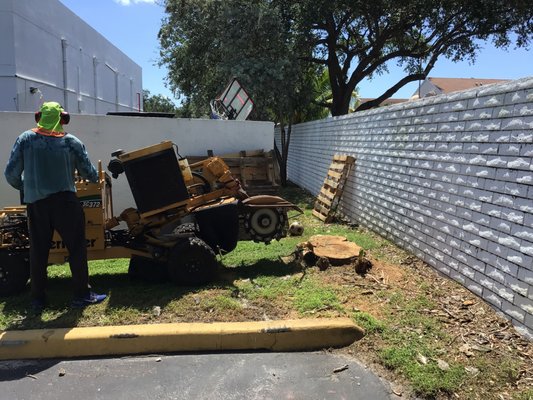 Stump Grinding - Stump Grinding Before and After Pictures Stump Grinding - Stump Grinding Before and After Pictures