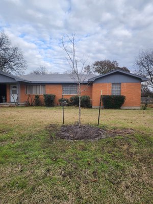 Tree installation - Customer requested a tree installation in his front yard for future shade. In this project Customer chose a Chinkapin oak tree. call today f Tree installation - Customer requested a tree installation in his front yard for future shade. In this project Customer chose a Chinkapin oak tree. call today f