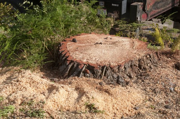 Stump Grinding - With 3 different-sized grinders, you'd be hard-pressed to find a stump we can't remove. Stumps are ground to 12-18" below grade and backfill the grinding leaving a mound or stump grinding piled in the same location (mound size varies by size of the stump - a 12" diameter stump will typically produce a pile 2x4x2). Excess stump grinding can be hauled away for a separate fee. We call 811 to check for underground utilities before grinding any stumps in the front yard. Stump Grinding - With 3 different-sized grinders, you'd be hard-pressed to find a stump we can't remove. Stumps are ground to 12-18" below grade and backfill the grinding leaving a mound or stump grinding piled in the same location (mound size varies by size of the stump - a 12" diameter stump will typically produce a pile 2x4x2). Excess stump grinding can be hauled away for a separate fee. We call 811 to check for underground utilities before grinding any stumps in the front yard.