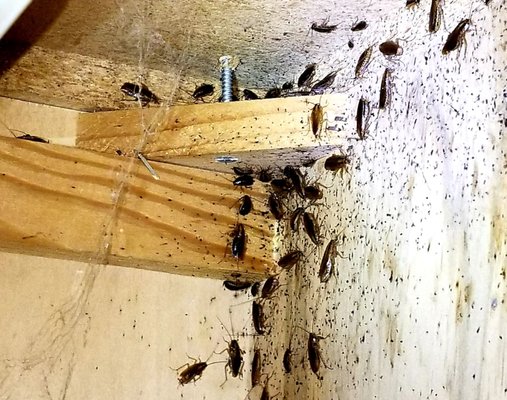 Cockroach Treatments - You'll need someone to be thorough when treating for cockroaches. While some cockroach exterminators use only gel bait, we employ multiple control methods with varying modes of action.
Cockroaches are one pest where if you miss treating a crevice, you miss controlling them. Our technicians are very diligent, and we take our time to do things correctly. We have a very low callback rate for roach jobs. Even severe roach infestations can be remediated quickly. We offer HEPA vacuuming in addition to our standard treatment protocol. Cockroach Treatments - You'll need someone to be thorough when treating for cockroaches. While some cockroach exterminators use only gel bait, we employ multiple control methods with varying modes of action.
Cockroaches are one pest where if you miss treating a crevice, you miss controlling them. Our technicians are very diligent, and we take our time to do things correctly. We have a very low callback rate for roach jobs. Even severe roach infestations can be remediated quickly. We offer HEPA vacuuming in addition to our standard treatment protocol.