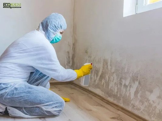 Mold Remediation Professionals - Once an area is identified as contaminated, it is promptly contained to stop mold spores from spreading. Decontamination and removal of impacted materials are then carried out. With our mold remediation service, the skilled team at ECO Kauai Service thoroughly cleans the site using HEPA vacuuming, negative air pressure systems, and antimicrobial treatments. We also address the source of the mold and seal affected structural materials with a protective coating to help prevent future mold growth or recurrence. Trust our experienced professionals to restore your home to a healthy, safe environment, and enjoy peace of mind knowing the job will be done right the first time.

Contact Us: https://www.ecokauaiservices.com/services/mold-remediation