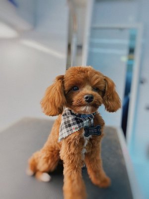 Ooh LaLa Pet Spa Woodland Hills, CA - Check out our Woodland Hills Yelp Page.
Customer reviews and more before and after photos -----> https://www.yelp.com/biz/ooh-lala-pet-spa-woodland-hills
Give us a Call or Request a Quote at our new Del Mar location for your Mobile Pet Grooming Services. Ooh LaLa Pet Spa Woodland Hills, CA - Check out our Woodland Hills Yelp Page.
Customer reviews and more before and after photos -----> https://www.yelp.com/biz/ooh-lala-pet-spa-woodland-hills
Give us a Call or Request a Quote at our new Del Mar location for your Mobile Pet Grooming Services.