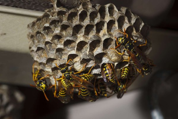 Wasp Control - Complete wasp treatment. Wasps can pack a painful sting. Good thing our treatment can sting them right back.
Please call or text for a free quote:
Call: 916-682-2908
Text: 916-398-3426
. Wasp Control - Complete wasp treatment. Wasps can pack a painful sting. Good thing our treatment can sting them right back.
Please call or text for a free quote:
Call: 916-682-2908
Text: 916-398-3426
.