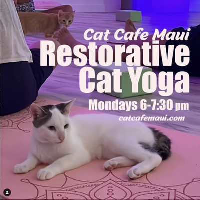 Our Weekly Events! - In addition to our 50-minute bookings, we also offer
Cat Yoga: Join us for a relaxing yoga session in the company of our friendly cats. It's a purrfect way to unwind and find your zen.
Paint N’ Purr: Express your creativity while surrounded by adoptable cats. Our Paint N’ Purr events are a hit among guests of all ages.
Crochet: Bring your crochet projects and enjoy the company of fellow crafters and cats. It's a cozy way to spend your afternoon.
Movie Nights: Once a week on Saturdays come snuggle up with our kittens and watch a movie!
Private parties: Host your next special occasion at Cat Cafe Maui. We offer private party bookings for birthdays, corporate events, and more! 🐾 Our Weekly Events! - In addition to our 50-minute bookings, we also offer
Cat Yoga: Join us for a relaxing yoga session in the company of our friendly cats. It's a purrfect way to unwind and find your zen.
Paint N’ Purr: Express your creativity while surrounded by adoptable cats. Our Paint N’ Purr events are a hit among guests of all ages.
Crochet: Bring your crochet projects and enjoy the company of fellow crafters and cats. It's a cozy way to spend your afternoon.
Movie Nights: Once a week on Saturdays come snuggle up with our kittens and watch a movie!
Private parties: Host your next special occasion at Cat Cafe Maui. We offer private party bookings for birthdays, corporate events, and more! 🐾
