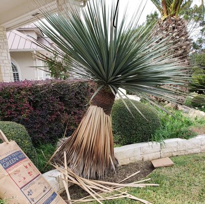 Nolina Nelsonii cleanup - Client had a nice Nolina NelsonII in their yard they needed cleaned up.