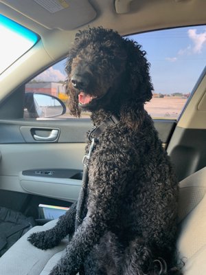 Stormy - Beautiful black Labradoodle named stormy here are some pics from her stay Stormy - Beautiful black Labradoodle named stormy here are some pics from her stay