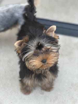 Past Puppies - Here are some of our past puppies.