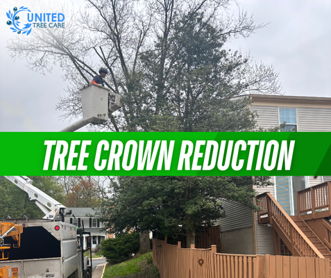 Tree Crown Reduction Service - Crown reduction is a specialized pruning technique offered by United Tree Care to manage the size and shape of trees. Unlike topping, which can severely damage trees, crown reduction involves selectively removing branches throughout the crown to reduce its overall size while maintaining the tree's natural form. Our arborists carefully choose cut points to encourage healthy regrowth and maintain the tree's structural integrity. This service is particularly useful for trees that have outgrown their space, are interfering with utility lines, or are at risk of storm damage due to their size. We typically remove no more than 25% of the living crown to avoid stress to the tree. Crown reduction can improve light penetration, reduce wind resistance, and enhance the overall health and appearance of the tree. Tree Crown Reduction Service - Crown reduction is a specialized pruning technique offered by United Tree Care to manage the size and shape of trees. Unlike topping, which can severely damage trees, crown reduction involves selectively removing branches throughout the crown to reduce its overall size while maintaining the tree's natural form. Our arborists carefully choose cut points to encourage healthy regrowth and maintain the tree's structural integrity. This service is particularly useful for trees that have outgrown their space, are interfering with utility lines, or are at risk of storm damage due to their size. We typically remove no more than 25% of the living crown to avoid stress to the tree. Crown reduction can improve light penetration, reduce wind resistance, and enhance the overall health and appearance of the tree.