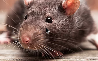 Rodent Control - Hit Man Pest Control handles rodent control including mice, rats, and squirrels. We also find the rodent entry point(s) around your home and seal as needed (as long as it is not structural). We also offer yearly contracts for all services. Please call or text (862) 881-0286 to schedule a consultation.