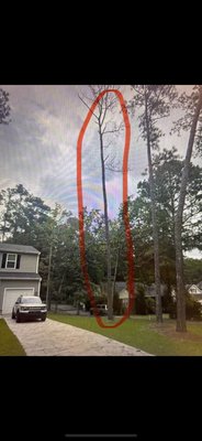 Another day at the office. - Took down a dying pine tree removal. Another day at the office. - Took down a dying pine tree removal.