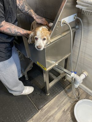 Lulu Full Groom - Lulu had a full service groom and loves the groomer Wayne! Lulu Full Groom - Lulu had a full service groom and loves the groomer Wayne!