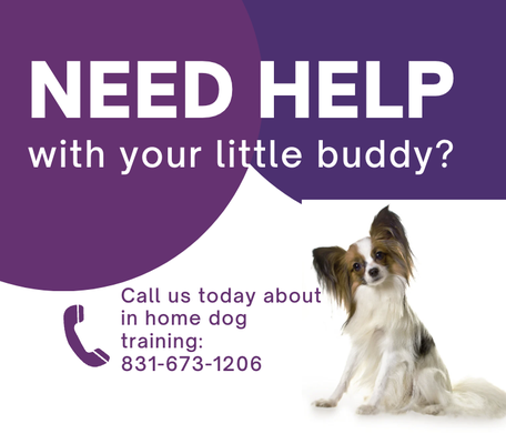 Private In Home Training - This training package includes four separate, 90-minute, in-home training sessions for a total of 6 hours of private training lessons. Additionally, this packages include training support for the life of your dog. 

Your dog will respond to these five basic commands (leash behavior/collection, sit, stay, down, and doorway behavior) when you issue them, without correction!

If your dog is aggressive, digging, biting, jumping, barking, urinating, defecating in protest, chewing, pulling, running away or lying down on his leash, we will teach you how to correct your dog and over time, with consistency, will resolve the issue.

In the weeks after the class, you will spend a minimum of five minutes each day applying the training methods you learned to reinforce your dog's training. It's important that you continue to follow up with training your dog to get the best results.