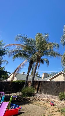 Queen palm trim and husking murrieta - A couple queen palms Queen palm trim and husking murrieta - A couple queen palms