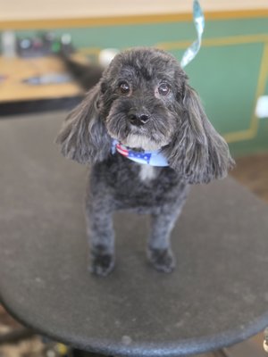 Before and After - Before and After Pictures For Anxious Dogs Before and After - Before and After Pictures For Anxious Dogs