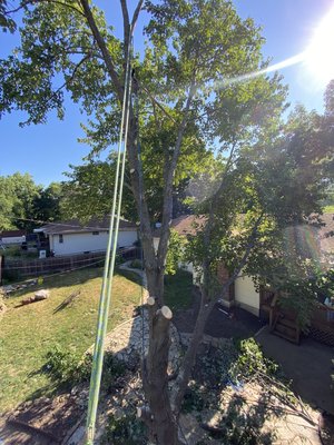 Maple Removal KCMO - Maple tree that was over service lines and house that needed to be removed asap. We got the team over there and knocked it out within a day. Maple Removal KCMO - Maple tree that was over service lines and house that needed to be removed asap. We got the team over there and knocked it out within a day.