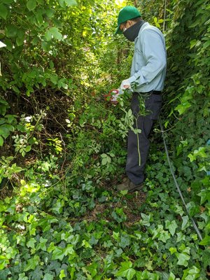 Ant Control - Ant control is more than just spraying. After identifying the source of infestation, we saw that we had a big obstacle before us: an impenetrable vegetation full of rose bushes and thorns and prickly stuff. We had no other choice but to clear the path. Ant Control - Ant control is more than just spraying. After identifying the source of infestation, we saw that we had a big obstacle before us: an impenetrable vegetation full of rose bushes and thorns and prickly stuff. We had no other choice but to clear the path.