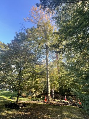 Beech leave disease, Tree was declining and customer requested removal of beech tree. - Customer called to remove a Beech Tree that had a disease. Beech leave disease, Tree was declining and customer requested removal of beech tree. - Customer called to remove a Beech Tree that had a disease.