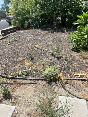 Roseville Remolded yard - 🌿 Transforming Outdoor Spaces — One Yard at a Time! 🌿
We just wrapped up a stunning yard remodel that completely redefined this outdoor space! Here’s what went into this transformation:
✅ Removed years of overgrowth and invasive weeds
✅ Carefully graded the landscape for optimal drainage and design flow
✅ Installed lush, low-maintenance artificial turf for year-round greenery
✅ Laid down fresh mulch to enhance planting beds and add contrast
✅ Added decomposed granite pathways for a clean, modern feel
✅ Finished with beautiful grey decorative stones for texture and style
The result? A clean, modern, and functional outdoor space that’s both beautiful and easy to maintain 🌟
If you’re looking to upgrade your yard into something timeless and eye-catching — whether it’s for relaxation, entertaining, or boosting curb appeal — let’s talk!
📸 Check out the before & after photos and drop a comment — What’s your favorite element of this transformation?
#LandscapeDesign #YardTransformation #ArtificialTurf #OutdoorLiving #CurbAppeal #ModernLandscaping #BeforeAndAfter
Let me know if you want to tailor it for a specific type of client or neighborhood! Roseville Remolded yard - 🌿 Transforming Outdoor Spaces — One Yard at a Time! 🌿
We just wrapped up a stunning yard remodel that completely redefined this outdoor space! Here’s what went into this transformation:
✅ Removed years of overgrowth and invasive weeds
✅ Carefully graded the landscape for optimal drainage and design flow
✅ Installed lush, low-maintenance artificial turf for year-round greenery
✅ Laid down fresh mulch to enhance planting beds and add contrast
✅ Added decomposed granite pathways for a clean, modern feel
✅ Finished with beautiful grey decorative stones for texture and style
The result? A clean, modern, and functional outdoor space that’s both beautiful and easy to maintain 🌟
If you’re looking to upgrade your yard into something timeless and eye-catching — whether it’s for relaxation, entertaining, or boosting curb appeal — let’s talk!
📸 Check out the before & after photos and drop a comment — What’s your favorite element of this transformation?
#LandscapeDesign #YardTransformation #ArtificialTurf #OutdoorLiving #CurbAppeal #ModernLandscaping #BeforeAndAfter
Let me know if you want to tailor it for a specific type of client or neighborhood!