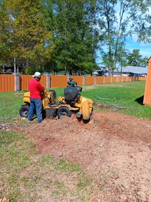 struck by lightning - Customer called to get his last tree in the property removed since it got hit by lightning just like the other trees he use to have . Trash was haul and stump was grinded struck by lightning - Customer called to get his last tree in the property removed since it got hit by lightning just like the other trees he use to have . Trash was haul and stump was grinded