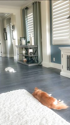 Modern elegance in Irvine.
European White Oak 'Trentino'.
A durable, high-quality hardwood. - Transforming spaces one plank at a time.
Check out this recent hardwood flooring installation we completed in Irvine, CA. This gorgeous, cool-toned wood is European White Oak in the style 'Trentino'. Sleek, modern, and built to last Modern elegance in Irvine.
European White Oak 'Trentino'.
A durable, high-quality hardwood. - Transforming spaces one plank at a time.
Check out this recent hardwood flooring installation we completed in Irvine, CA. This gorgeous, cool-toned wood is European White Oak in the style 'Trentino'. Sleek, modern, and built to last