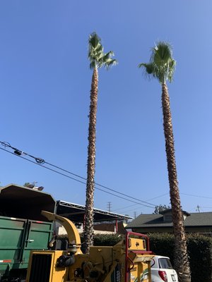 Our clients love us,but see for yourself! - Any Emergency Service, Oscar’s Tree Service is here for you!